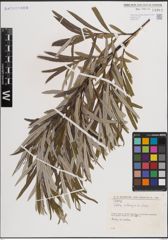 Foto von Salix eleagnos Scop.